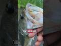 Motivation has Plummeted: This is why...🥲     #goodvibes #fishing #outdoors #nature #ytshorts #life