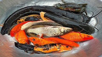 Kem Chanel lái công nông bắt cá trong chum có cá chép, cá trê, vá vàng, cá thần tiên, con rùa, ếch