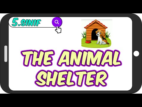 Animal Shelter / Akıcı Anlatım 🐓 5.Sınıf İngilizce #2023