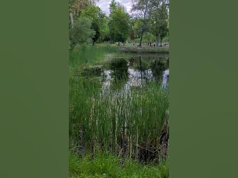 Ква ква квартет )) - YouTube