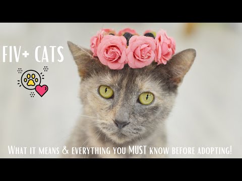 Wideo: Bezdomny pozytywny kot FIV ma nowy start