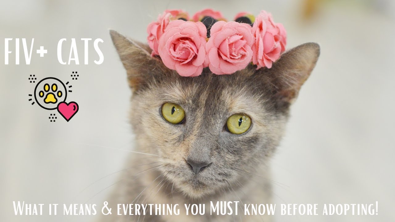 Fiv Positive Cats?!? Everything You Need To Know Before Adopting!