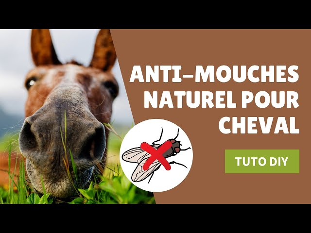 Anti mouche cheval - Répulsif insectes naturel pour chevaux