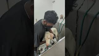 Raja, The Rajapalayam