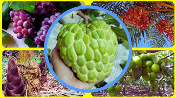 Cách Vườn Làm Mãng Cầu Sạch | Na Thái | Na Dứa | Mãng Cầu Ngọc Thiên OCOP|Ninh Thuận| Vườn Năm Thiên