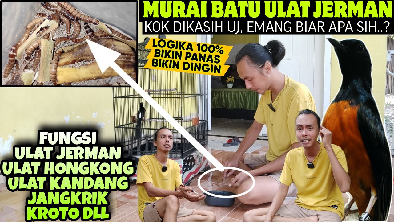 INI BIKIN MAK JLEB 100% || MURAI BATU KOK DIKASIH ULAT JERMAN, EMANG BIAR APA ASIH?