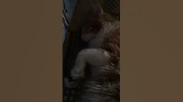 Как спит Соня😻