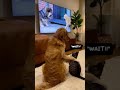 ✋ Reality Check. 🤣 #funny #animals #dog #cat
