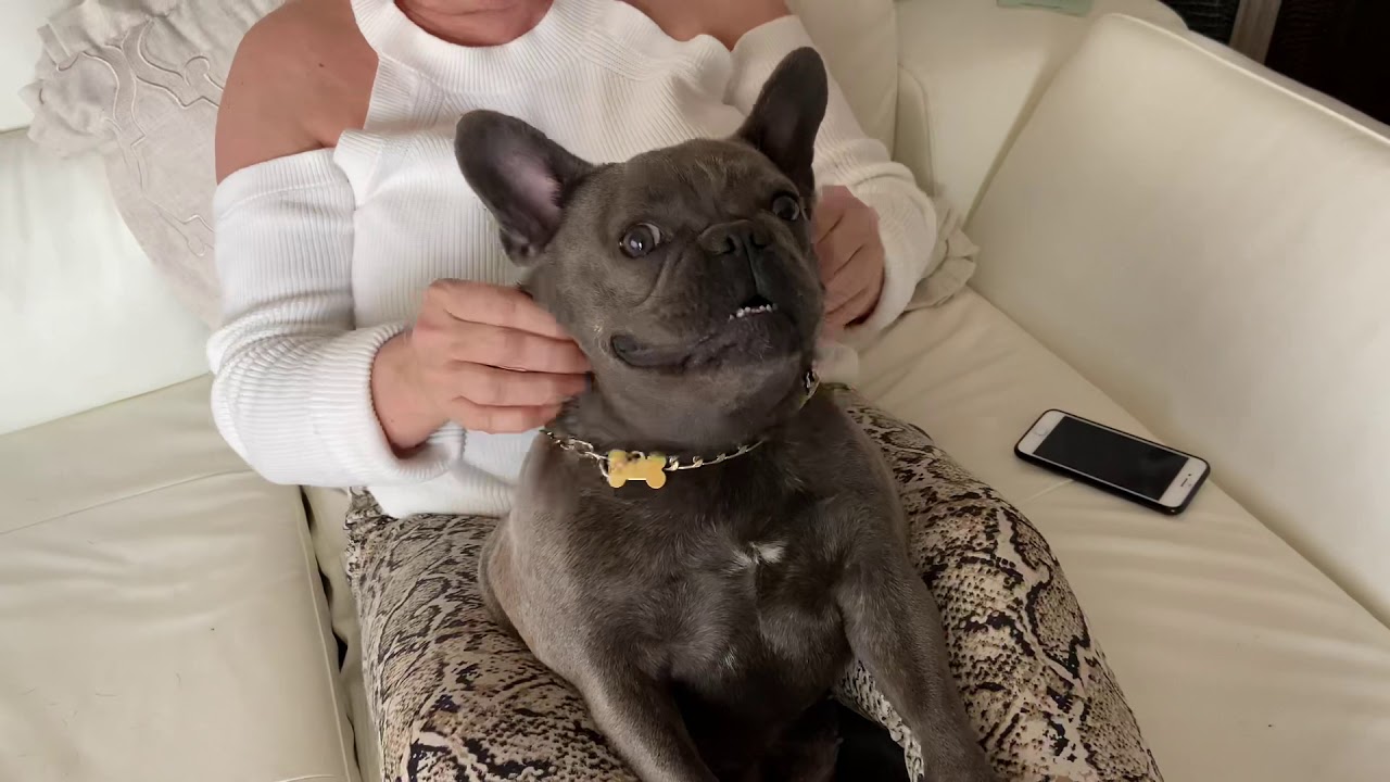 French Bulldog Massage YouTube