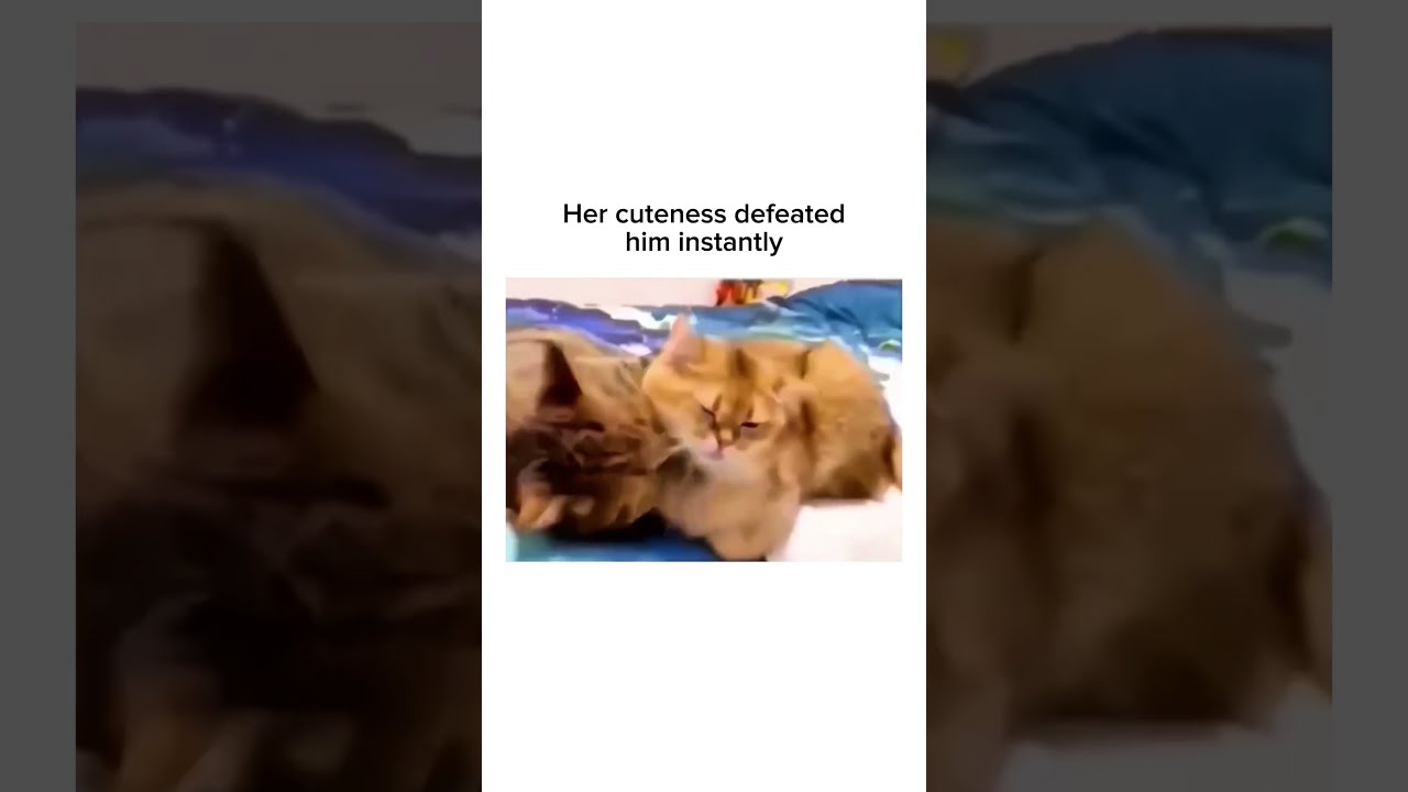 Subscribe For More Inspiring Content Relationship Animalslove Cutecats