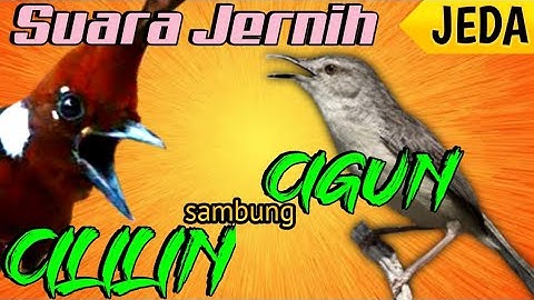 Masteran CILILIN sambung CIGUN (JEDA 1 MENIT) Terapi Air Suara Jernih