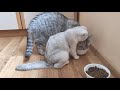 Смешные котики Игры продолжаются у Котенка Снежинки и Папы Кота Боника