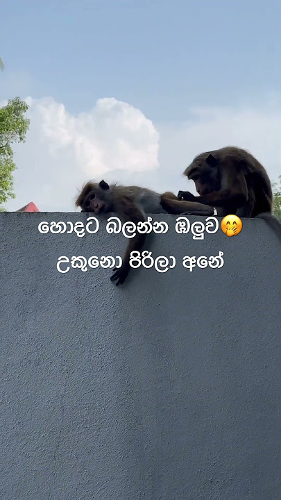 හොදට මගේ ඔලුව බලන්න අනේ 🤭#srilanka #monkeys #lovers #animal #animallovers