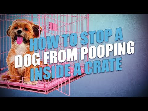 वीडियो: कैसे एक टोकरा में भिगोने से एक पिल्ला का इलाज करने के लिए