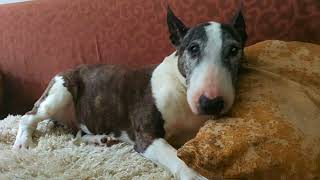 In Loving Memory Of Ruby 2007 - 2023