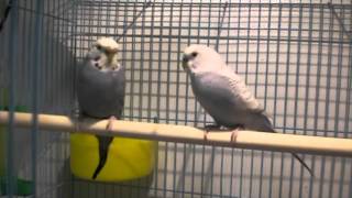 Old Budgie Video by AllAboutBudiges by AllAboutBudgies 2,020 views 8 years ago 2 minutes, 26 seconds