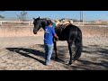 Preparando a Faraón 🐴 para Montarle por 1ra vez, Video 1 de 2, Warlander Negro