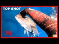 TOP SHOT (EL GRAN LIMON, OTRA HISTORIA DEL AZUL) 10kg Pesca submarina SPEARFISHING GRUPER1007