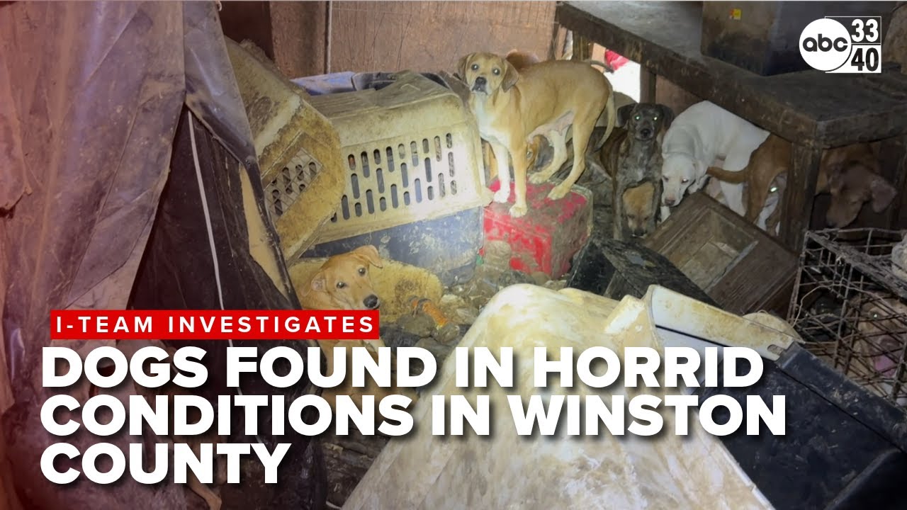 Alabama authorities discover dozens of dogs in animal hoarding case ...