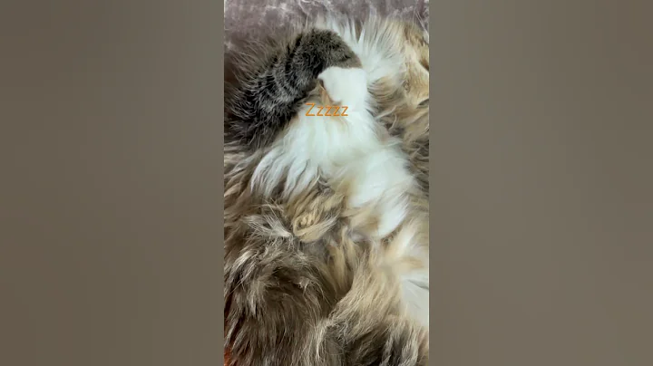 Watch the video about Lazy Loki napping all day 🐈🐈🥱#shorts #cat #mainecoon #Loki