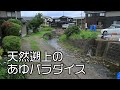 小さすぎる川は天然遡上の鮎パラダイス/native river sweetfish fishing