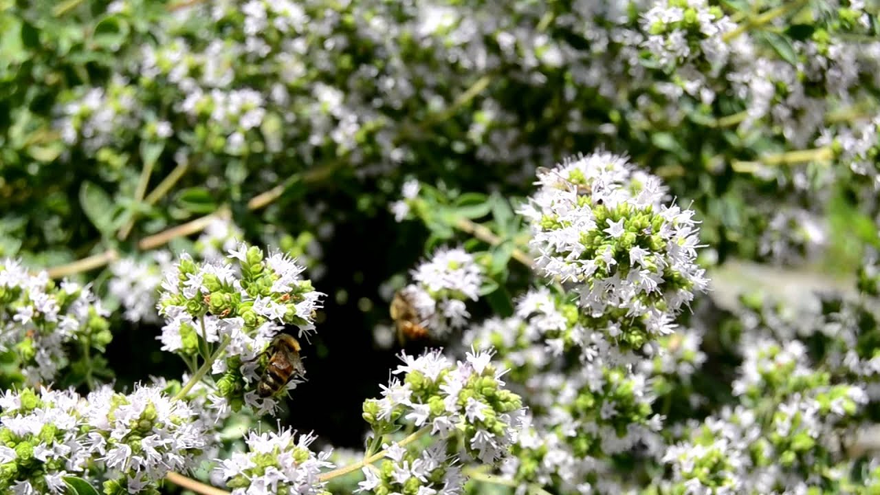 Майоран звонкие согласные. Майоран (Thymus mastichina). Origanum Majorana. Origanum cordifolium. Origanum Onites l.,.