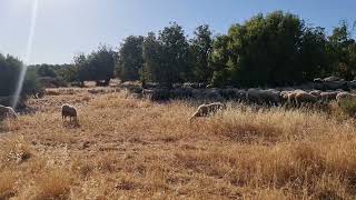 Cyprus Chios Sheep Breeds Eating Outside On The Fields