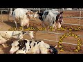 Must watch for cow lovers