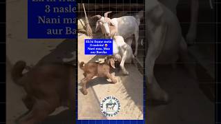 Bakri ki teen naslein🐐#goat #goatfarming #emotional #bakripalan #animals #moments #trending #shorts