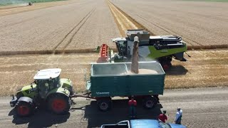 Wheat harvest 2023-Zetva psenice 2023-Búza Aratás 2023