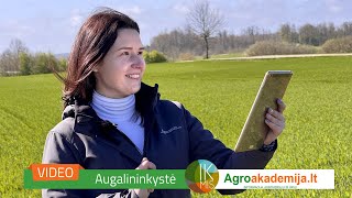 IKMIS 2024: agronomo patarimai 16 metų savaitę