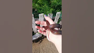 Лучистая змея (Xenopeltis Unicolor)