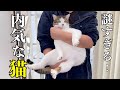 「何回みても笑っちゃう!元野良猫のひとり相撲【全自動猫トイレUBPET C41】」
