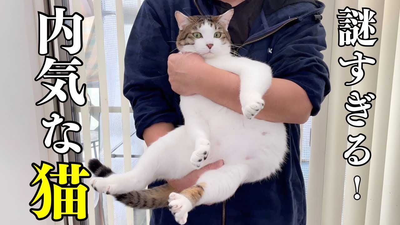 何回みても笑っちゃう！元野良猫のひとり相撲【全自動猫トイレUBPET