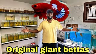 Original giant bettas from direct Thailand