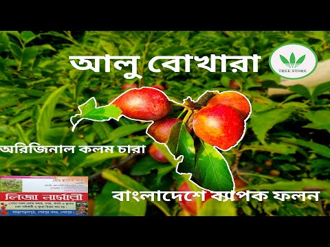 ভিডিও: প্লামে প্রচুর পরিমাণে ভিটামিন রয়েছে