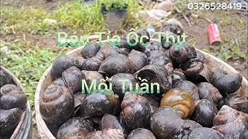 Các Hiệu Thuốc Phòng Bệnh Và Điều Trị Bệnh Cho Ốc Bươu Đen Ốc Nhồi 