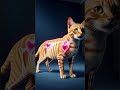 But Inside It’s Not#CatHealth #CatBehavior #PetCare #CatFacts #AnimalShorts #Cats #DidYouKnow