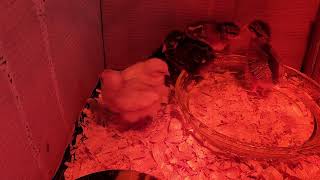 Baby Chick's week 1 by JVanCamp 10 views 2 years ago 1 minute, 1 second