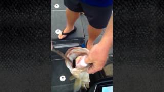 Cuda Pliers are a Must-Have on your Tournament Boat