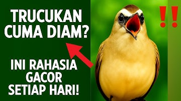 Pancingan trucukan gacor ngalas tarung ropel paling bagus untuk pancingan trucukan agar bunyi nyaut