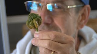 'Pepper X' brings the heat after being named the Worlds Hottest Pepper by Ryan Folz 18,463 views 7 months ago 1 minute, 44 seconds