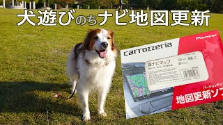 【ナビ更新】犬遊びのち3年ぶりのカーナビ地図更新【多頭飼い】【レア犬】