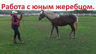 Как работать с юным конем на уважение и внимание.