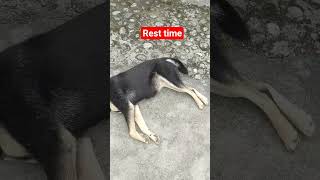 FYP#rest#time#dog#animal#lovers#shorts#reels#videos