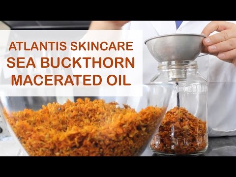 Video: Cara Membuat Minyak Buckthorn Laut