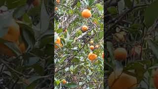 Celebrity moonda tee ested organic orange Net Worth