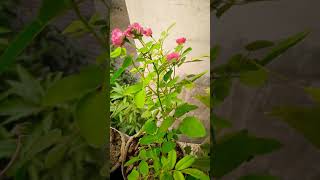 হাজারী গোলাপ গাছ (Hazari Rose plant)shorts