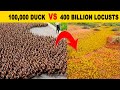 That’s why China created the 100,000 ‘duck army’!