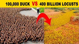 That’s why China created the 100,000 ‘duck army’!